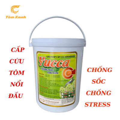 YUCCA C