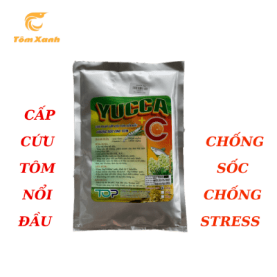 YUCCA C