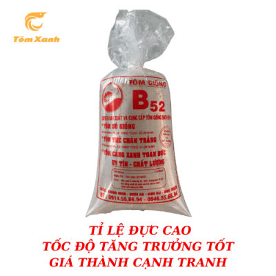 TÔM CÀNG XANH TOÀN ĐỰC B52
