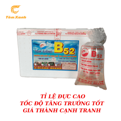 TÔM CÀNG XANH TOÀN ĐỰC B52