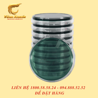 ĐĨA THẠCH TCBS