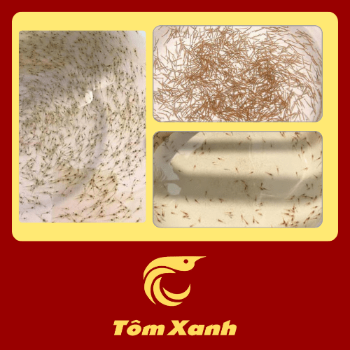 Tôm Giống